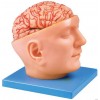 ADVANCE MODEL OF HUMAN HEAD WITH BRAIN & ARTERIES (SOFT)